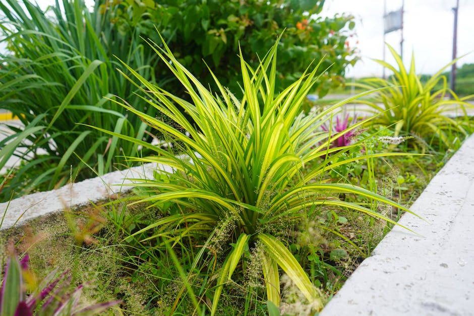 Ornamental grasses planted along a pale stone border