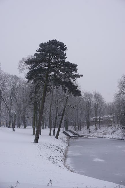 A snow-covered park with a pine tree beside a frozen pond